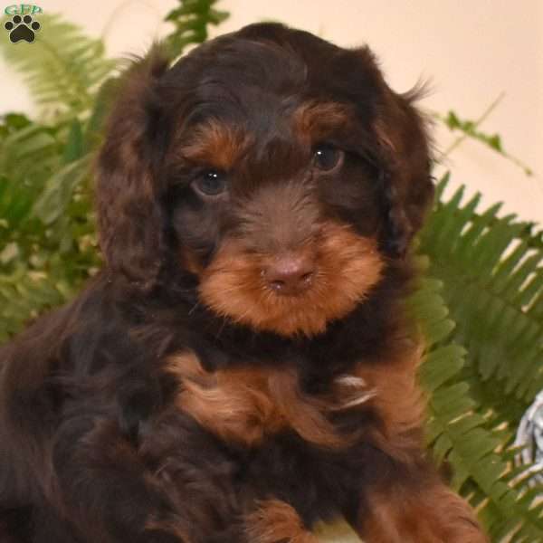 Chance, Cavapoo Puppy